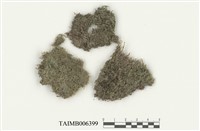 藏品(護蒴蘚屬 )的圖片